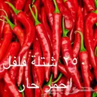 فرصة استثمارية جاهزة (بيوت محمية ومشروع زراعي للتقبيل)