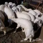 ذبائح النماص وضواحية مع خدمة السله والتوصيل