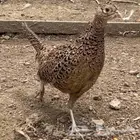 مطلوب اناثي فزن امريكي