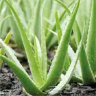 ورق صبار للبيع