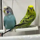 زوج بادجي ذكر و انثي طيور الحب عصافير مغرده