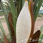 تركيب نحل أشجار مثمره زرع طبيعي