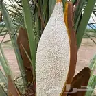 تكريب النخل عشب طبيعي