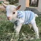 الماعز القزم