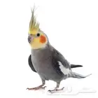 طائر كروان