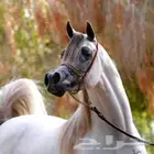 تدريب ركوب الخيل