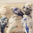 مطلوب بادجي هوقو