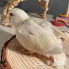 طيور روز أليفة ونشيطة للبيع