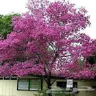 احتاج شجر توبيا روز نفس الموضح بصورة