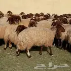 غنم نعيم