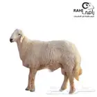 مطلوب حريات دفيع او جذعات