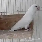 روز منتج