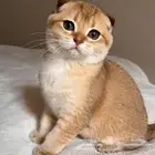 مطلوب قطه انثى نوع سكواتش