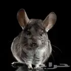 مطلوب شانشيلا للبيع