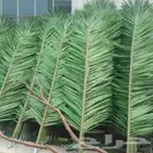 مطلوب سعف نخل