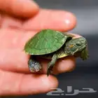 سلاحف سنغفوري