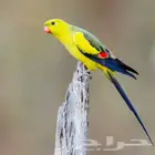 للبيع زوج ريجنت محلل ومشروط جاهزين للانتاج