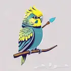 مطلوب جوز بادجي بفروخه