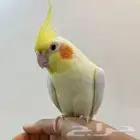 كروات اليف ولعوب