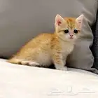 قطوه انثى العمر6 اشهر