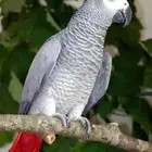 مطلوب كاسكو ذكر منتج