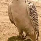 مطلوب جير بيور شرط الصحه فقط