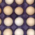 بيض بلدي مخصب