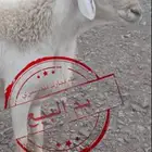 مشروع حري صنف تم البيع تم البيع خارج حراج