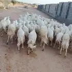 للبيع غنم مقنوي