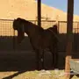 للبيع تيس طيب