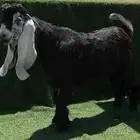 جذع عارضي خصم