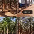 تكريب النخيل وخلع الاشجار