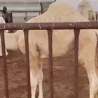 قعود للبيع