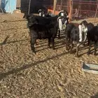 8 معزا عوارض