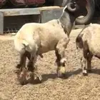 فحل نعيم طيب