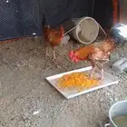 ديك بلدي للبيع