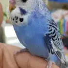 بادجي اليفه