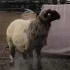 فحل نعيم طيب