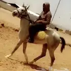 تدريب ركوب الخيل