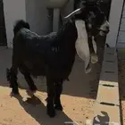 تيس فحل عارضي
