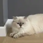 هملايا قراي