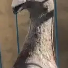 حمام هومر انثى