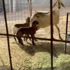 ساكنيه متاوم معها خروف ورخل