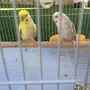جوز بادجي فالو بفروخه 