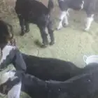 المدينه ملل