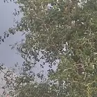 ورق السدر.