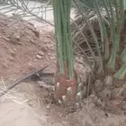 يوجد لدينا جميع انواع انخيل
