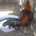 للبيع دجاج باكستاني سندي