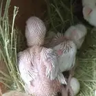 فروخ روز البينو