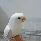 روز البينو
